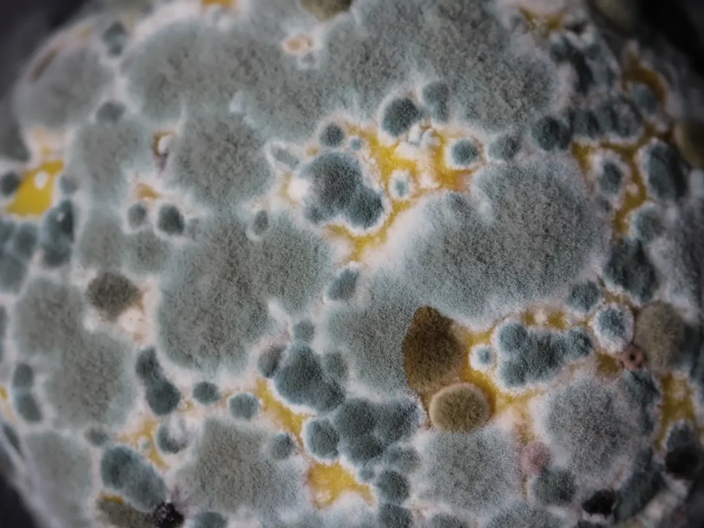 Mold and fungi growing on an Agar plate