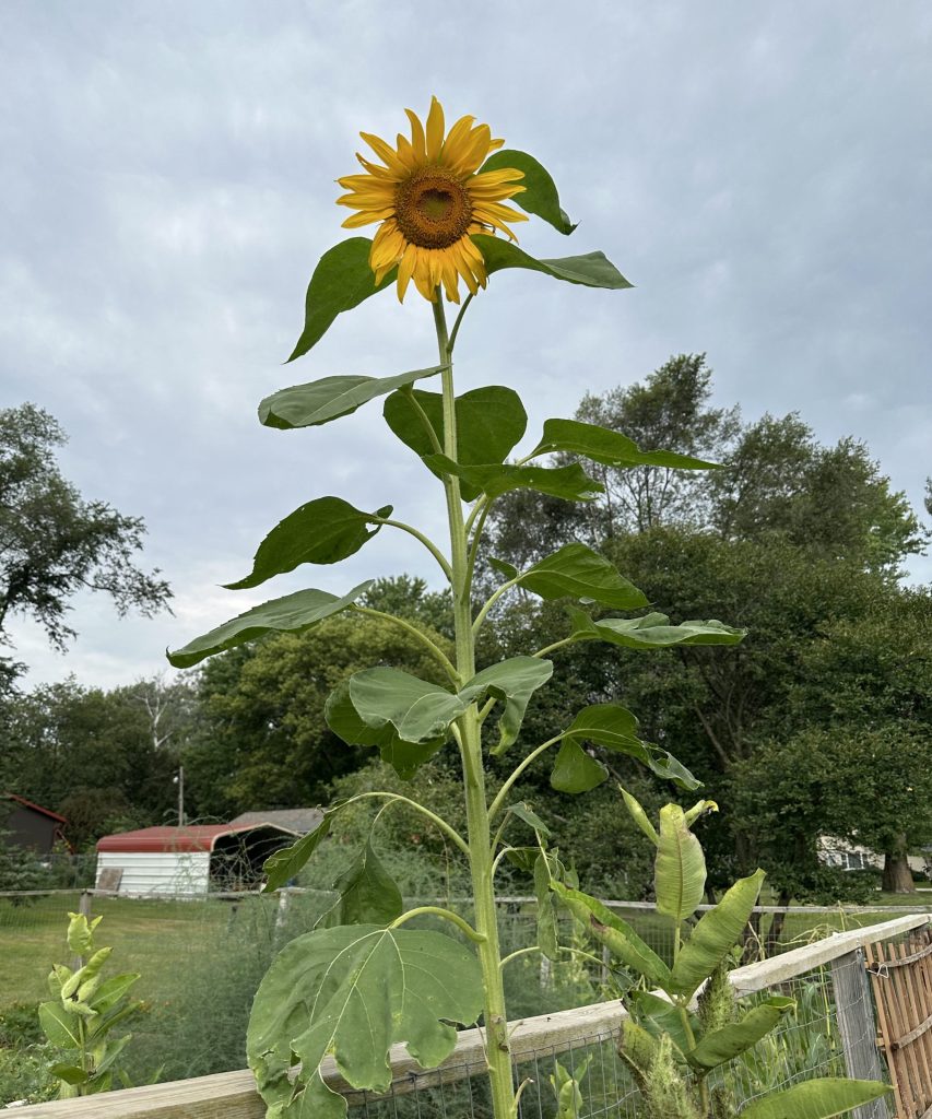 Fully grown sunflower plant