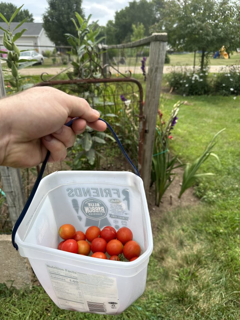 Harvesting tomatoes from urban garden