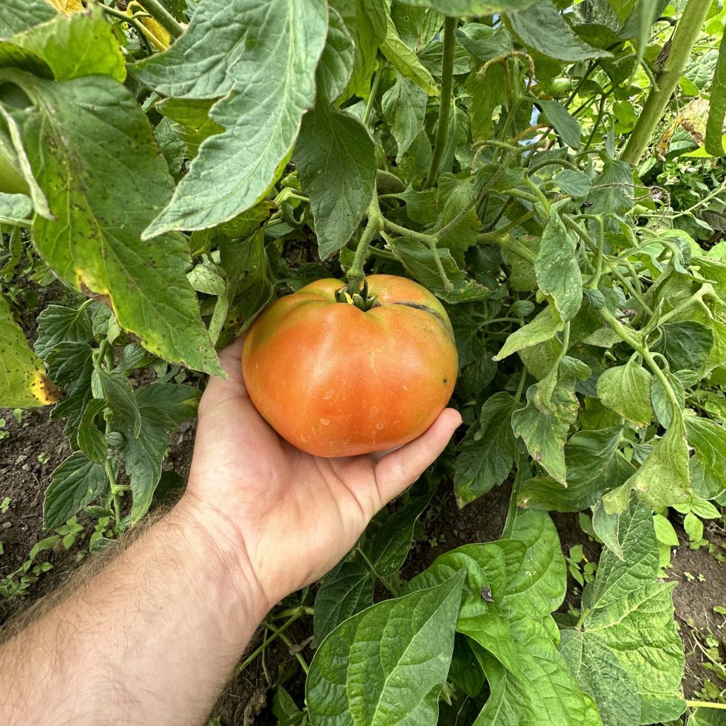 Hand holding a tomato